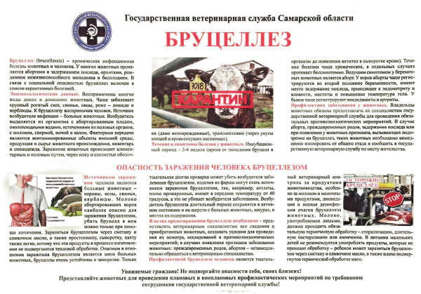 Бруцеллез