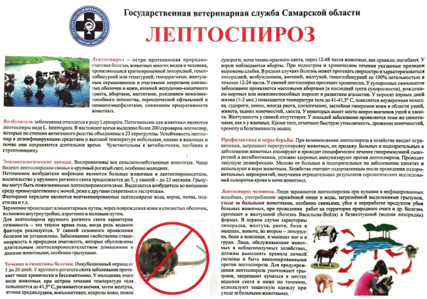 Лептоспириоз