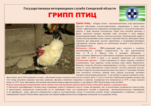 Грипп птиц