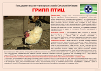 Грипп птиц