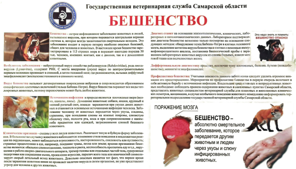 Бешенство
