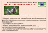 Чума мелких жвачных животных